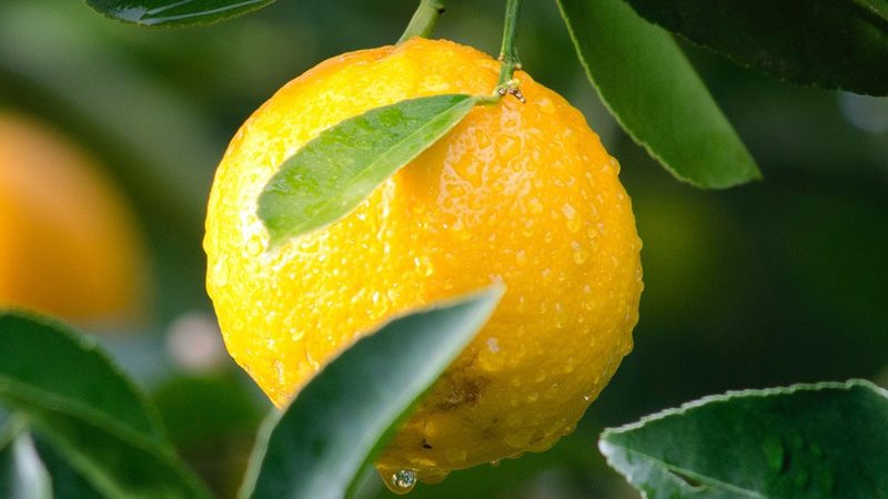 生物科技公司：如何挑选值得信赖的合作伙伴**
